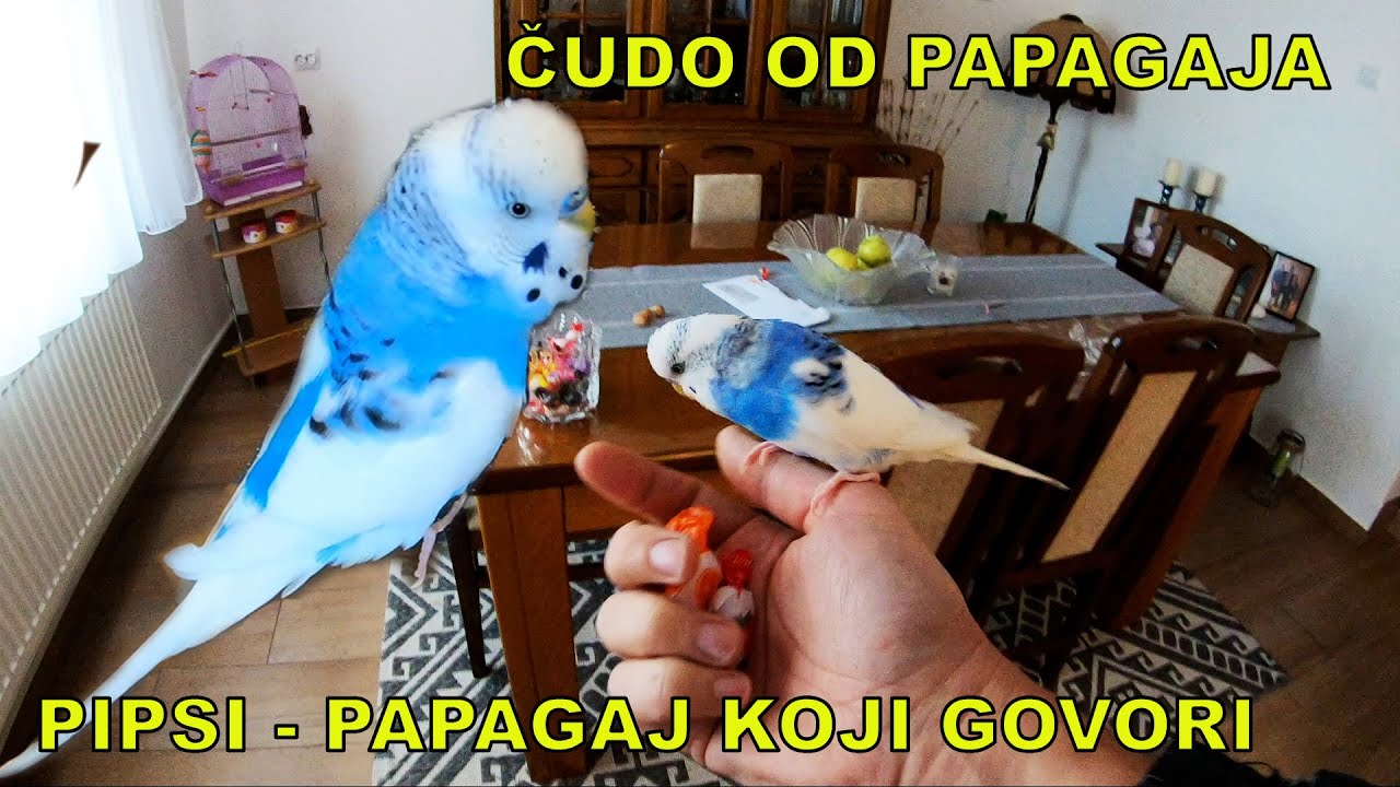 PIPSI PAPAGAJ KOJI GOVORI - JA SAM MALI PARADAJZČIĆ