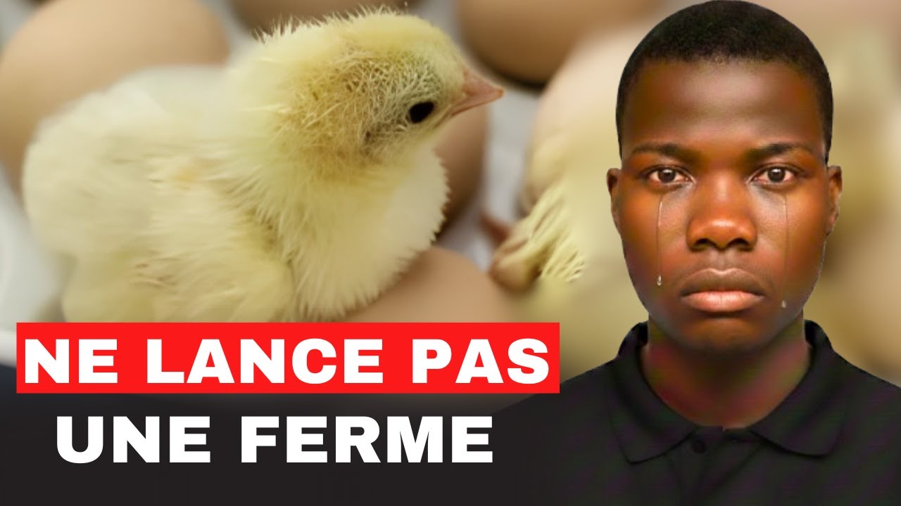 5 Types de personnes qui ne doivent JAMAIS lancer une ferme d'élevage de poulet !