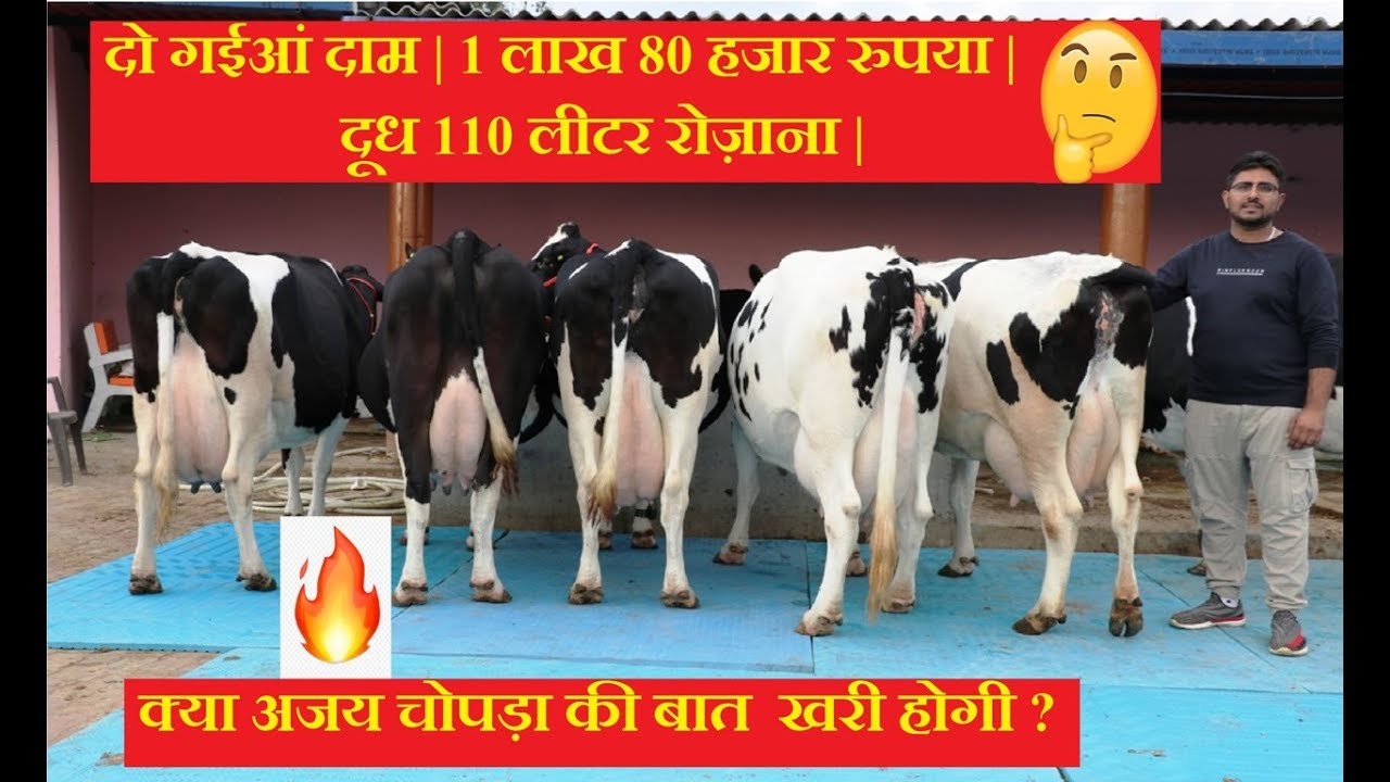 दो गईआं दाम | 1 लाख 80 हजार रुपया | दूध 110 लीटर रोज़ाना | क्या अजय चोपड़ा की बात  खरी होगी ?