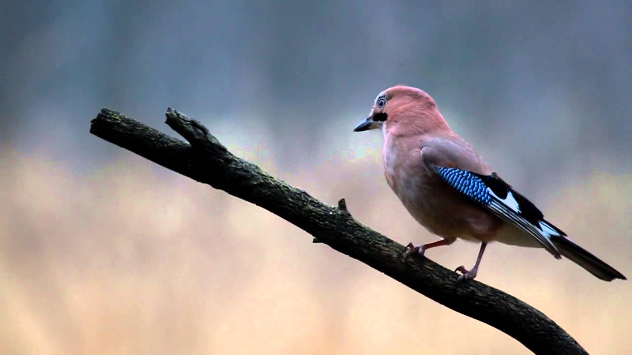 S&oacute;jka (Garrulus glandarius)