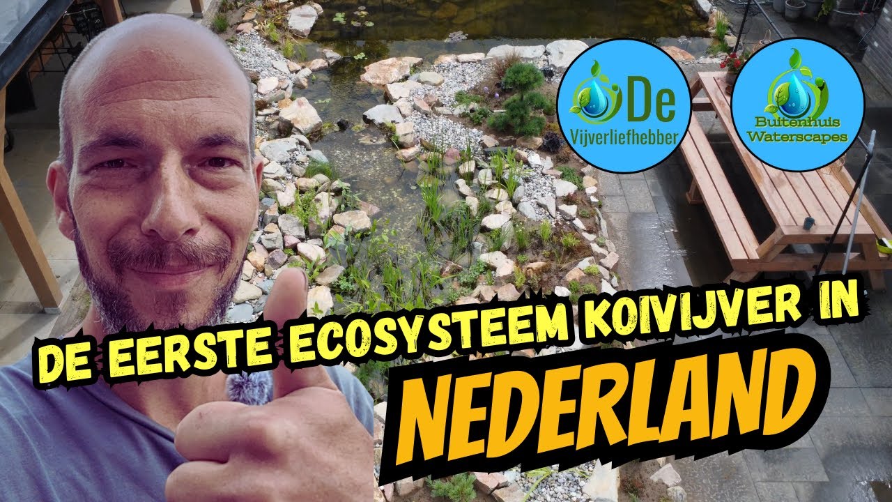Een koivijver met planten hoe maak je dat? Je maakt de eerste ecosysteem koivijver van NEDERLAND!!