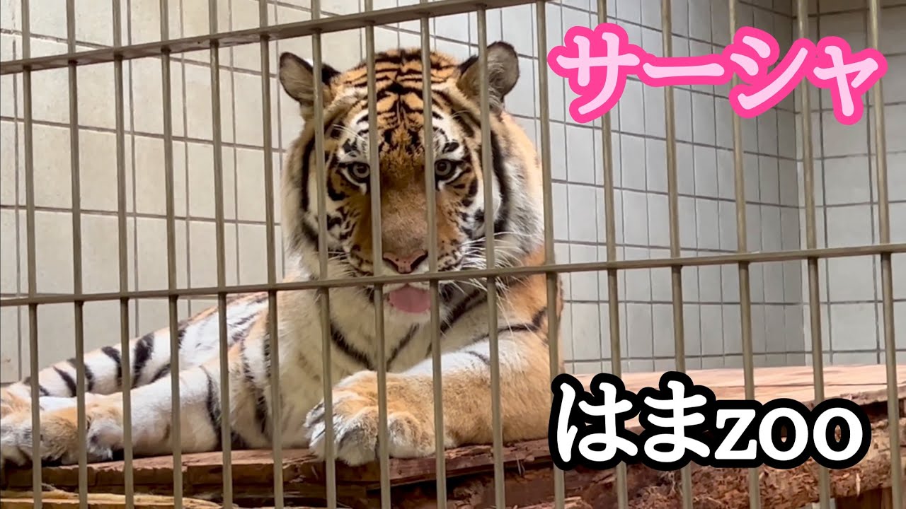 アムールトラ　サーシャちゃん　屋内でまったり中です【浜松市動物園】Amur tiger Sasha-chan Hamamatsu Zoo 