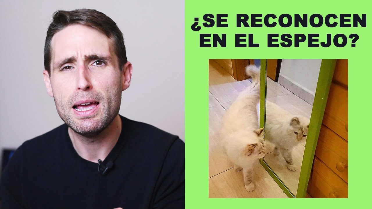 ¿Los gatos se reconocen en el espejo?