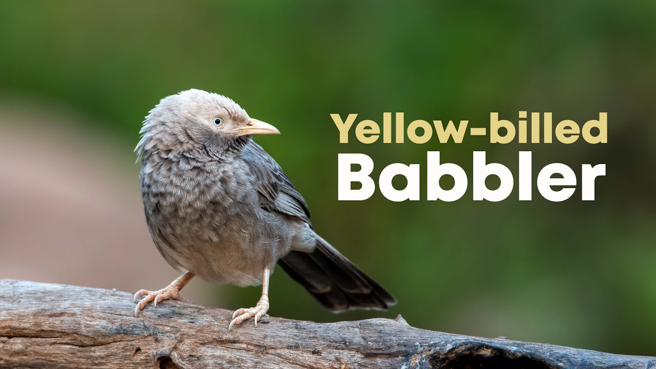 Yellow billed babbler (Argya affinis) | 4K | Hampi, Karnataka, India