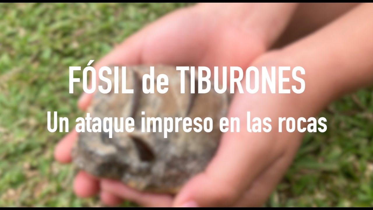 Fósil de tiburones, un ataque impreso en las rocas