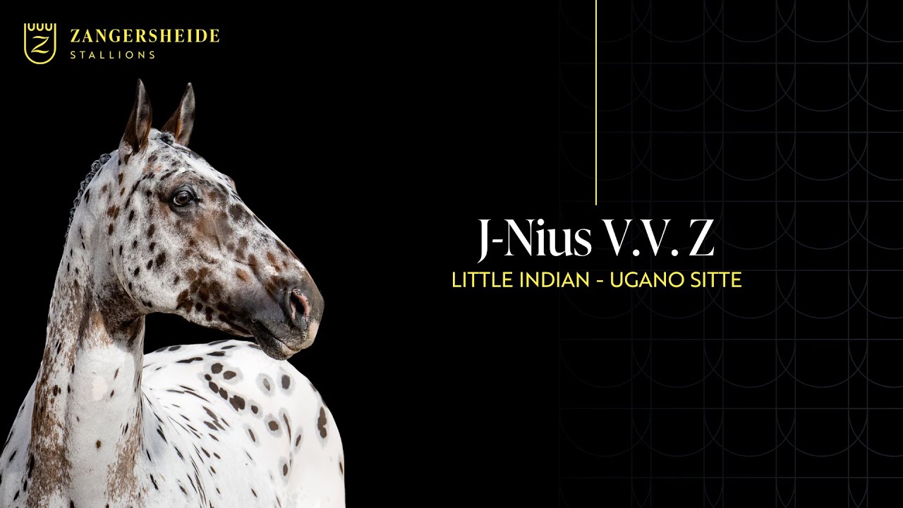J-Nius V.V. Z - Stallion Presentation 2025 ENG