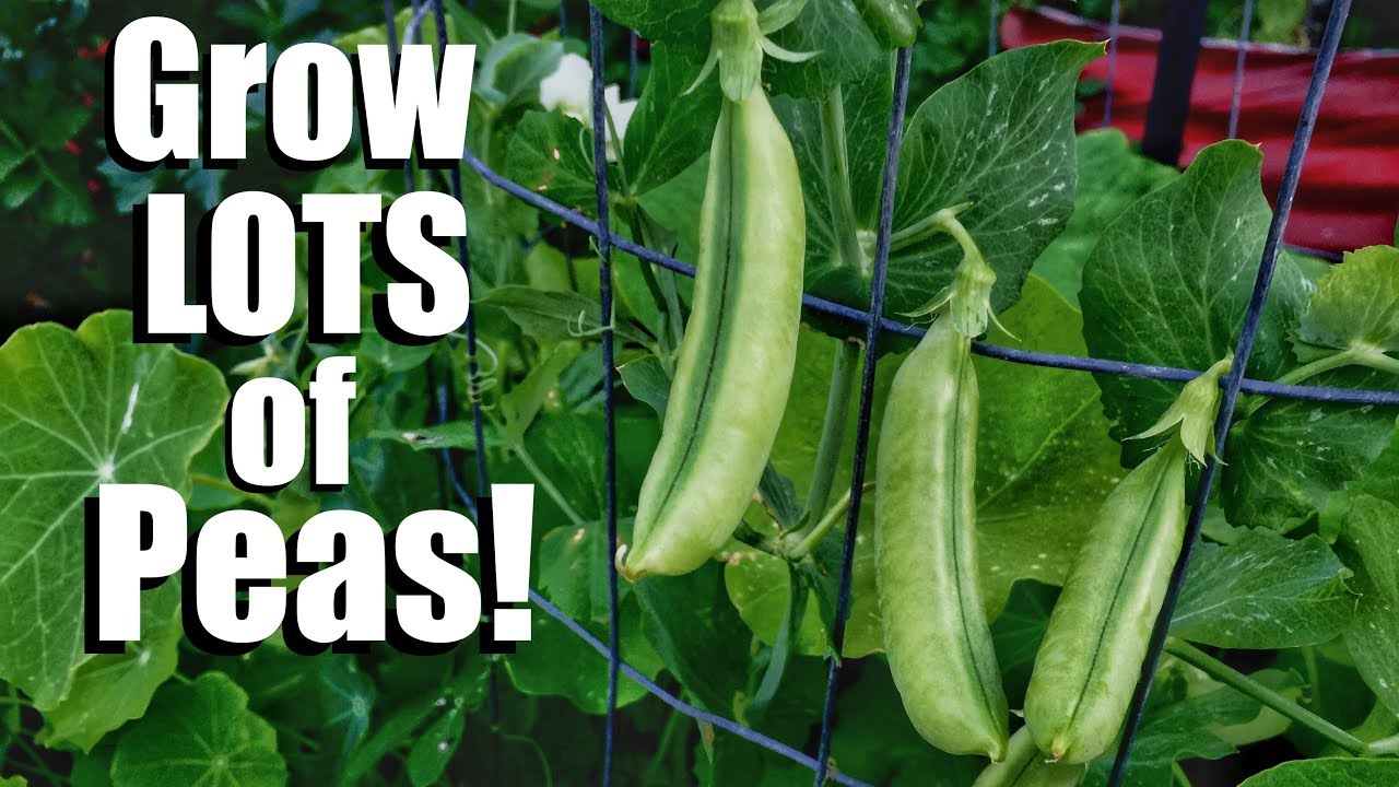 How to Grow Peas- 3 Tips for a Continual Supply, 3 DIY Trellis Ideas // Spring Garden Series #6