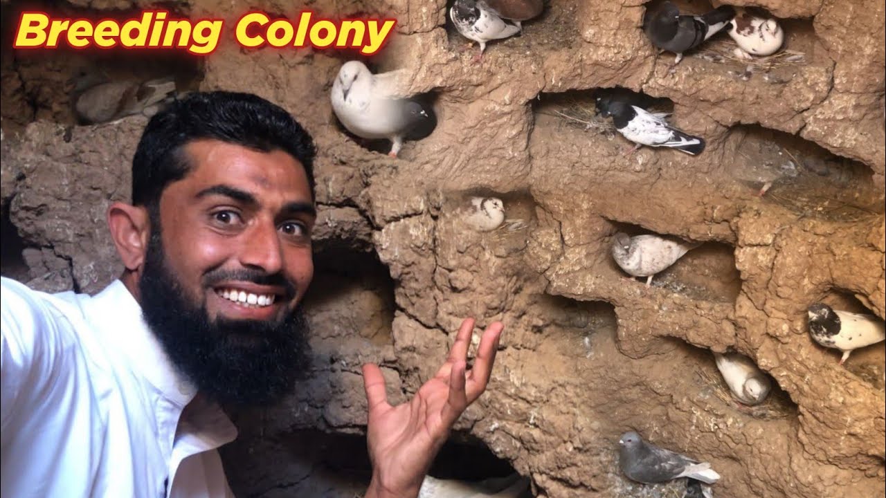 Pigeon Cage / Pets Vlog / Episode 03