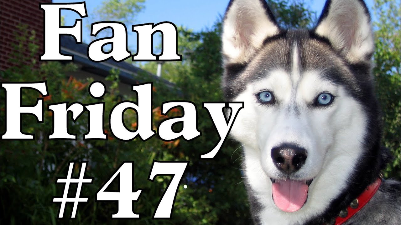 What are Shiloh, Shelby, and Oakley's Favorite Colors? - Fan Friday #47