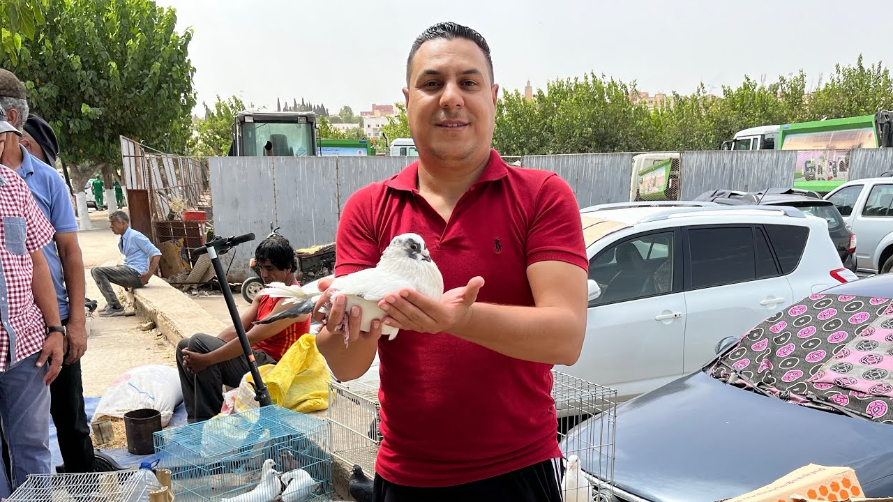 سوق الحمام 🪽🕊️🕊️بمدينة مكناس 🇲🇦🇲🇦باب جديد فورجة 🤩🤩✌️ممتع