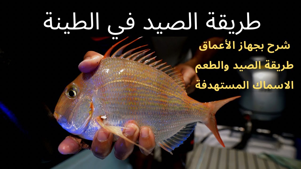 كيف أصيد الأسماك في الطينة