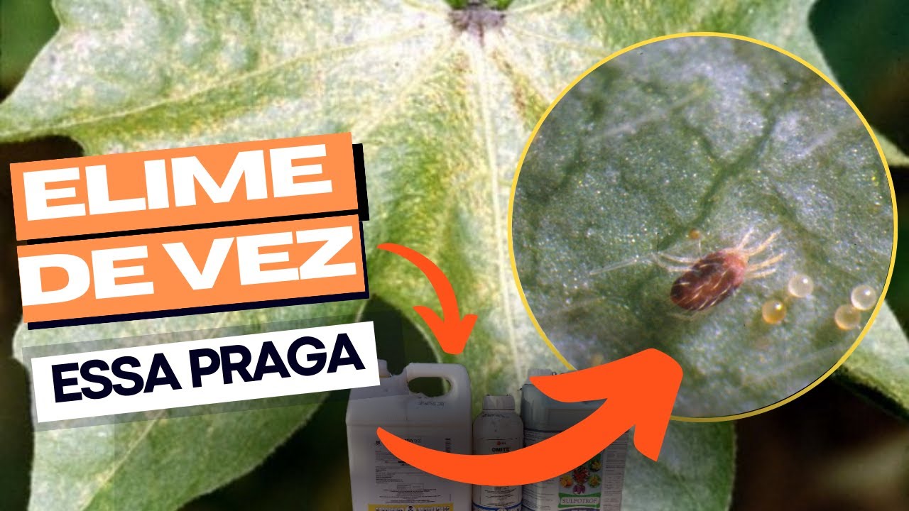 Ácaro no Maracujá resolva Fácil com esses 3 Produtos