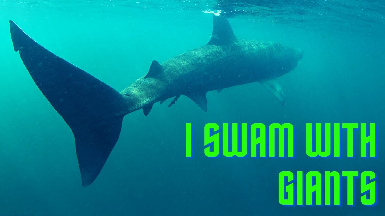 Snorkelling with Basking Sharks in Scotland