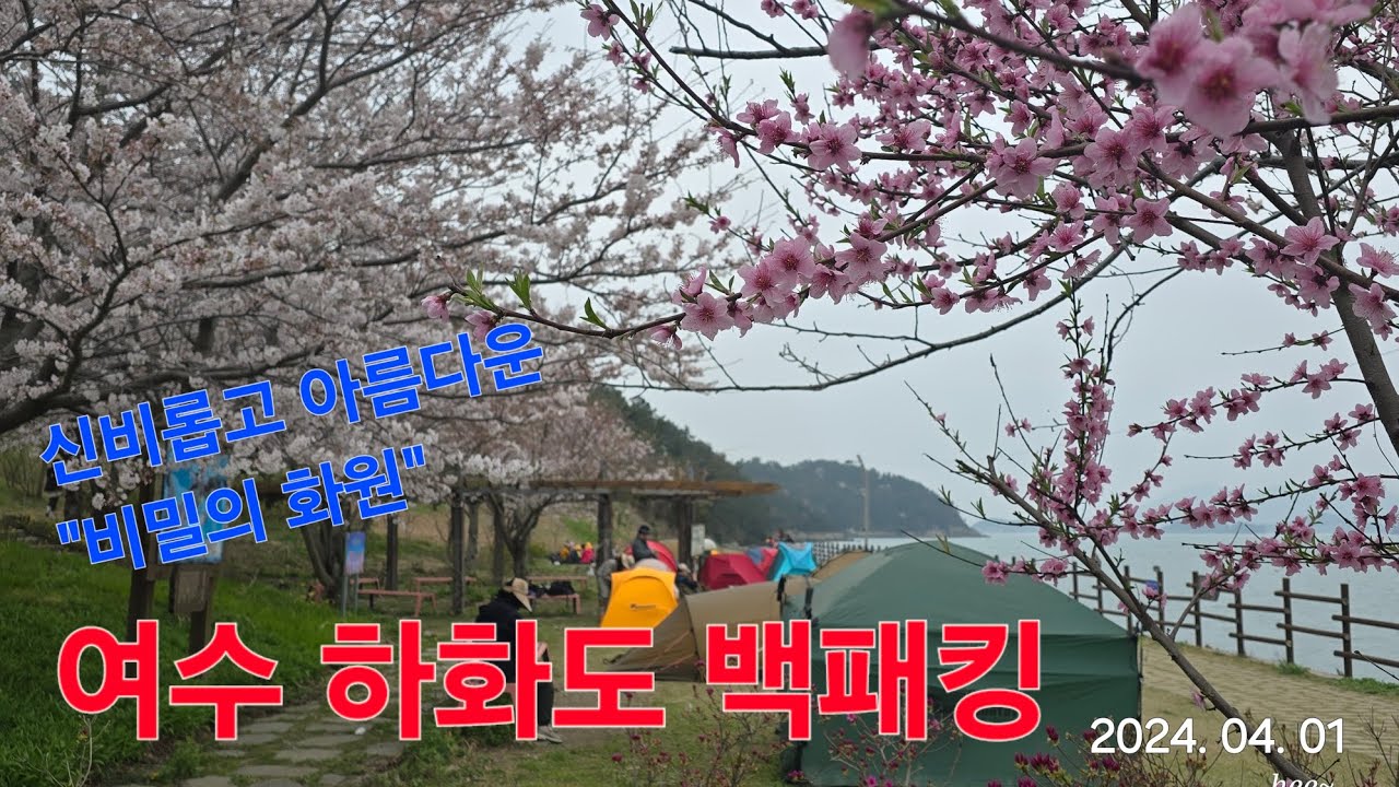 여수 꽃섬 하화도 백패킹/ 하화도 섬트레킹/ 벗꽃 만개한 하화도 /#하화도벗꽃 #하화도