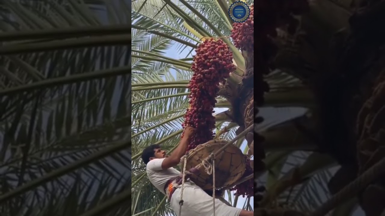 #نخلة_عراقية