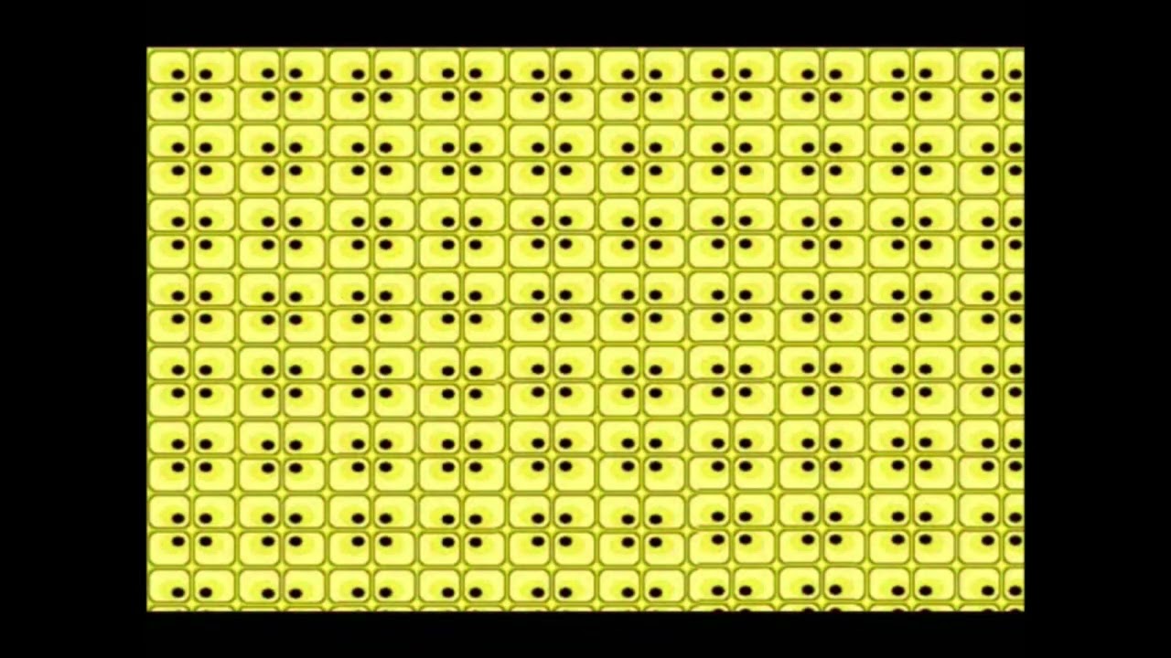 THE TILE EFFECT