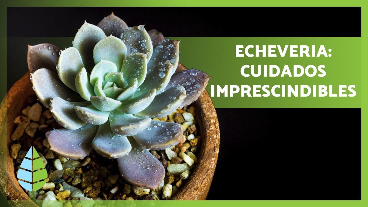 C&oacute;mo cultivar ECHEVERIAS 👩🏻&zwj;🌾☀️ &iexcl;Riego, trasplante, reproducci&oacute;n y M&Aacute;S!