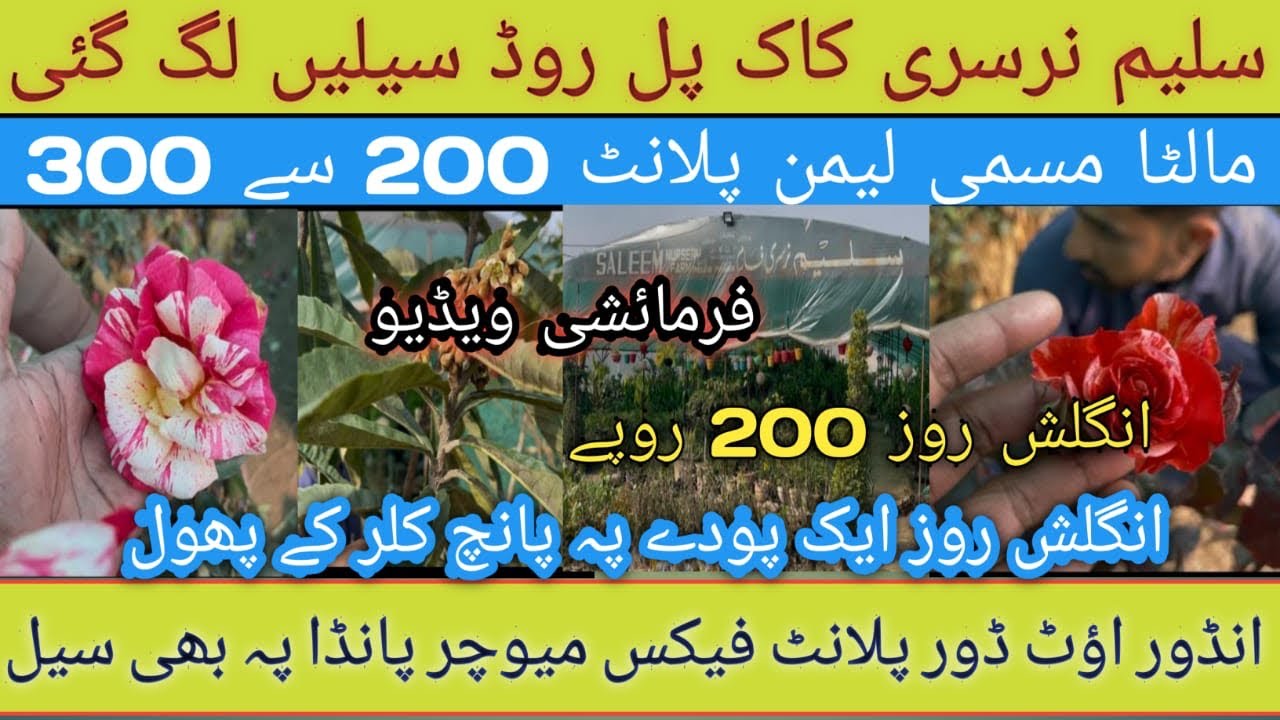 Saleem Nursery pay sale/English rose 200/fruits plant lemon plant indoors outdoor plants pay be sale