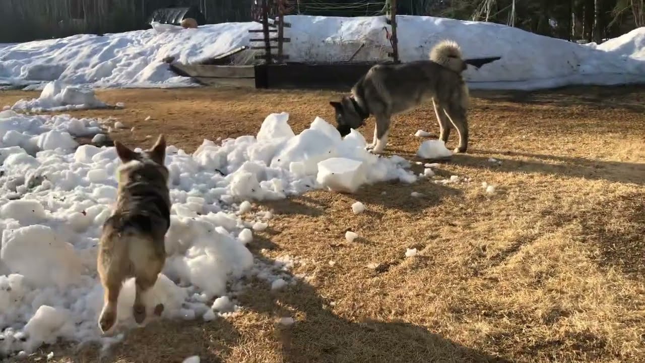 Corgi Zoomies