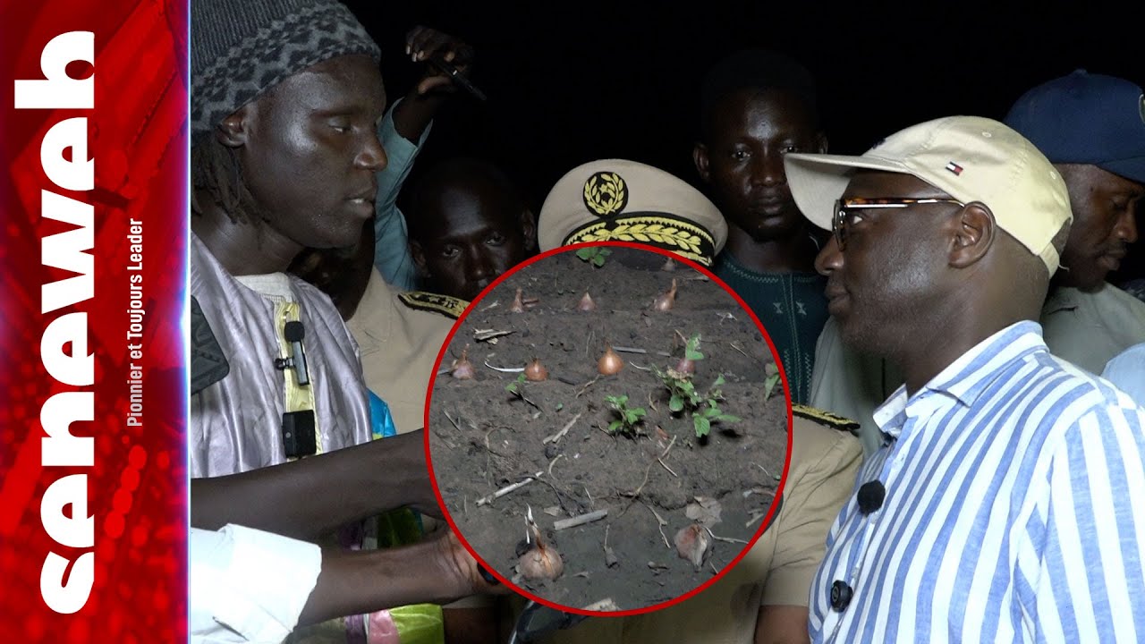 Campagne agricole 2025: Dr Mabouba Diagne à la rencontre de Moustapha Ndiaye un champion de l’oignon