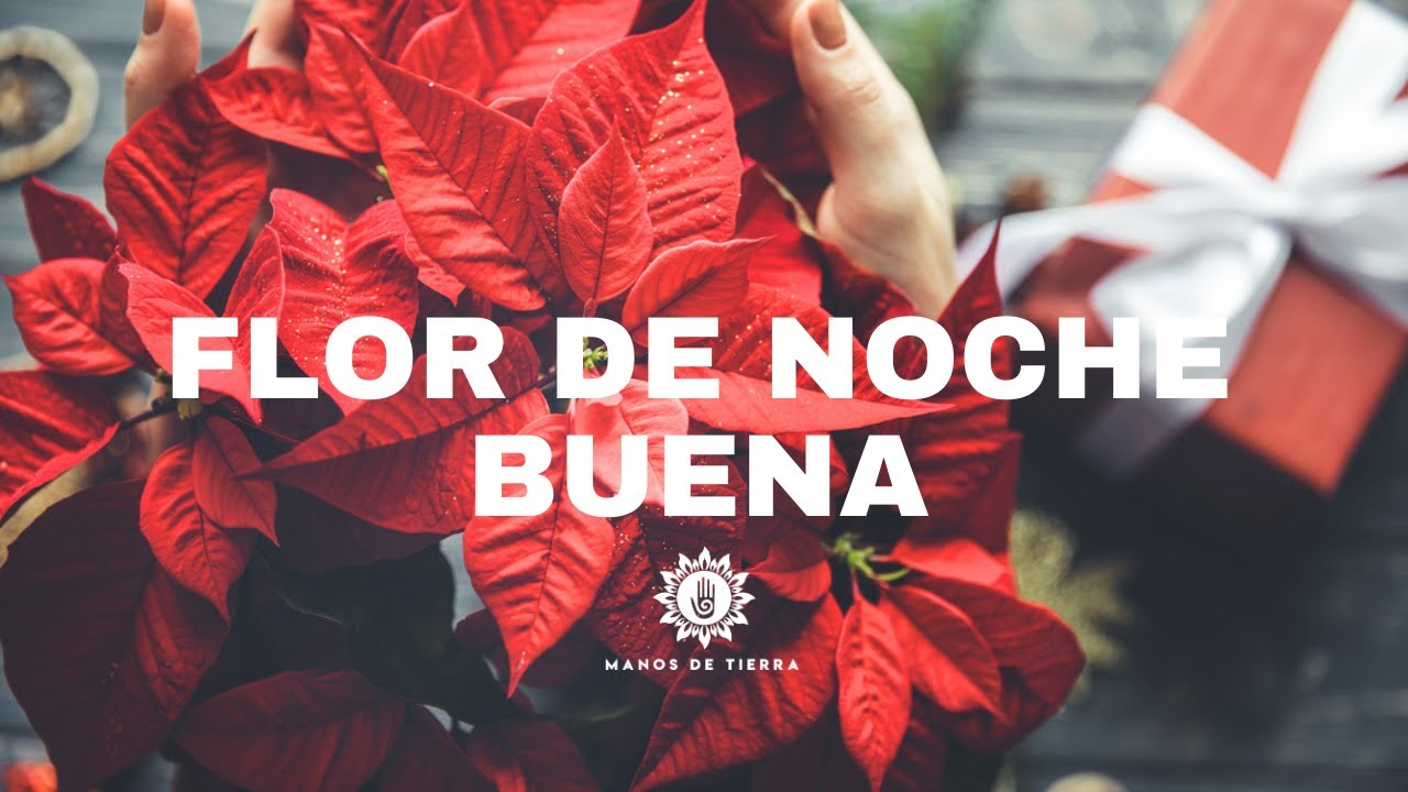 🌺 Como Plantar Nochebuena Y Sus Cuidados 🌺 🎄  Flor De Pascua
