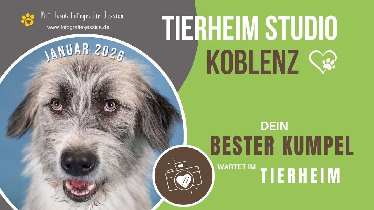 Tierheim Studio Koblenz 💯😍🐶📸 Apfel Zuhause gesucht!