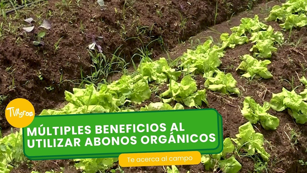 Múltiples beneficios al utilizar abonos orgánicos - TvAgro por Juan Gonzalo Angel Restrepo