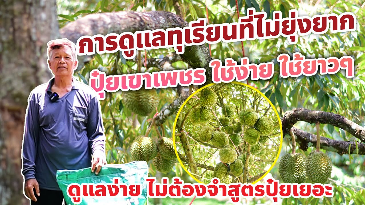 จัดการสวนทุเรียนให้ง่ายขึ้น ด้วยปุ๋ยเขาเพชร