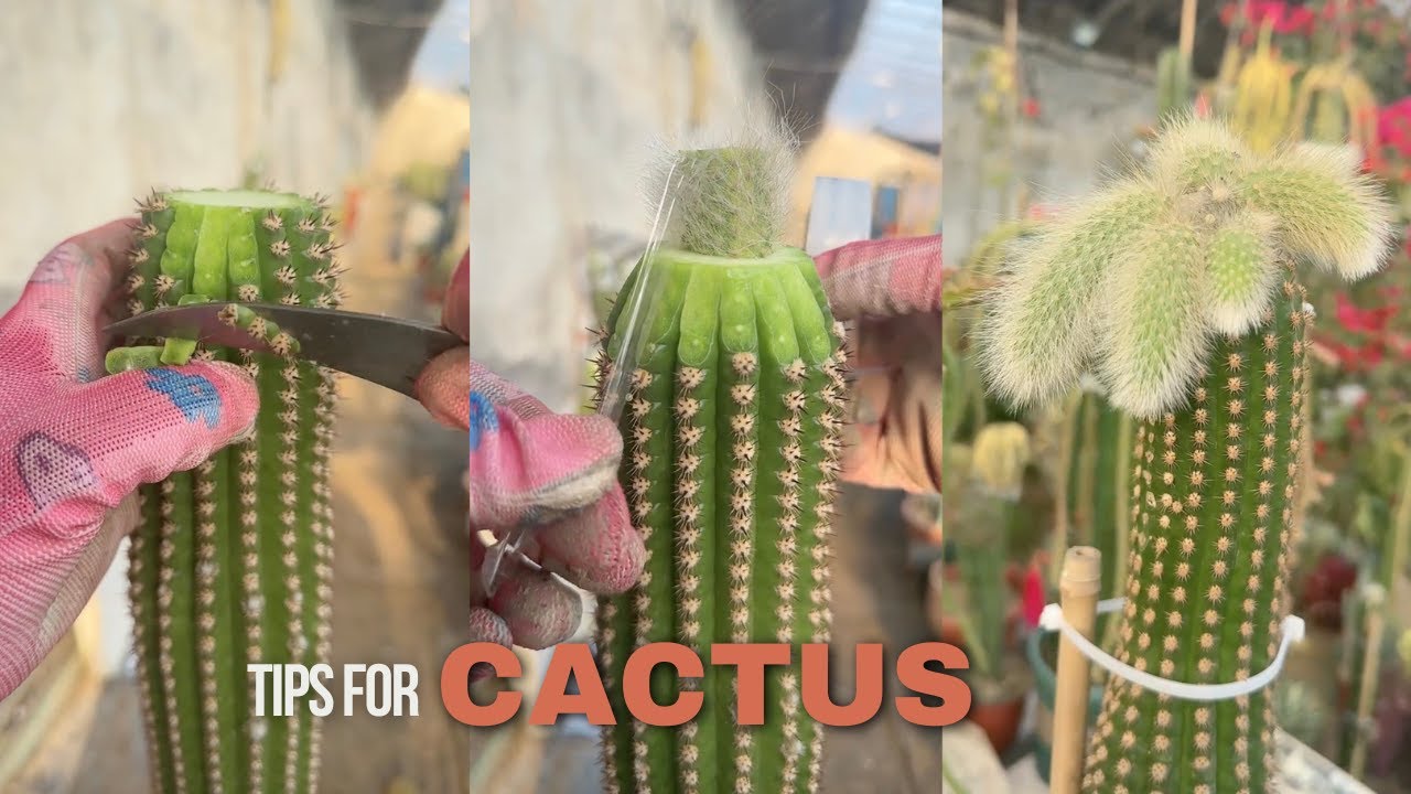 Helpful Tips For Cactus - Part 20 | 선인장 | Cactus Garden