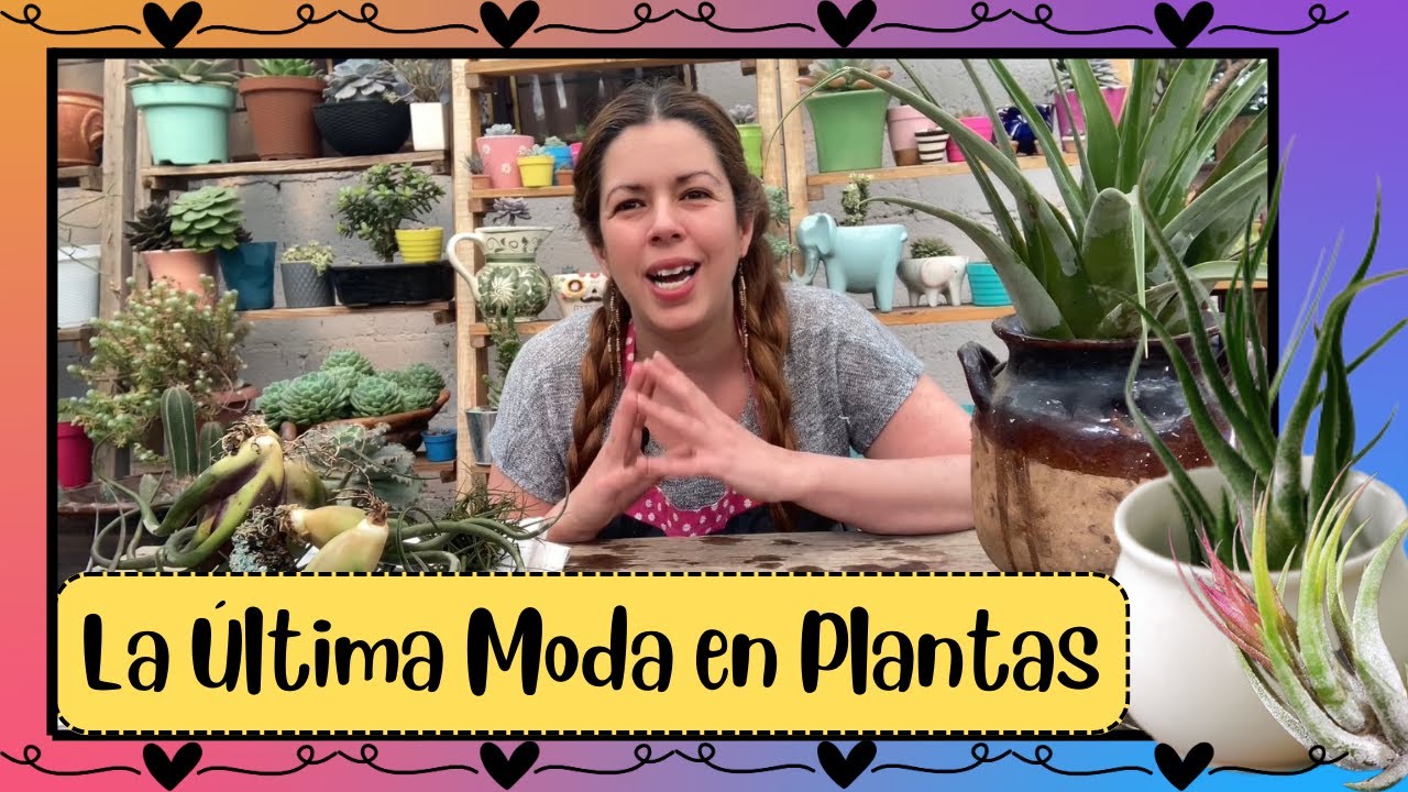 La moda en Europa, las plantas del Siglo 21, muero de amor con las Tillandsias, plantas de Aire