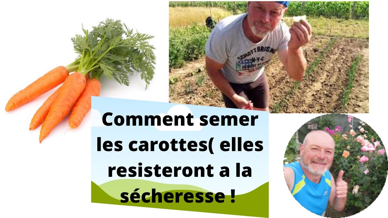 Mi-juin au jardin semer des carottes de Colmar
