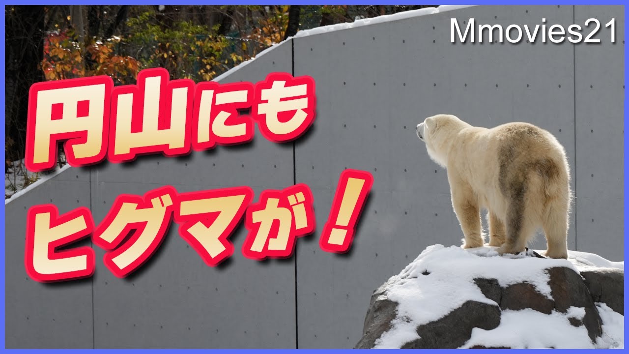 【緊急閉園】ホッキョクグマは察知してた？円山動物園の森でヒグマの足跡が発見される2025年11月9日(日)
