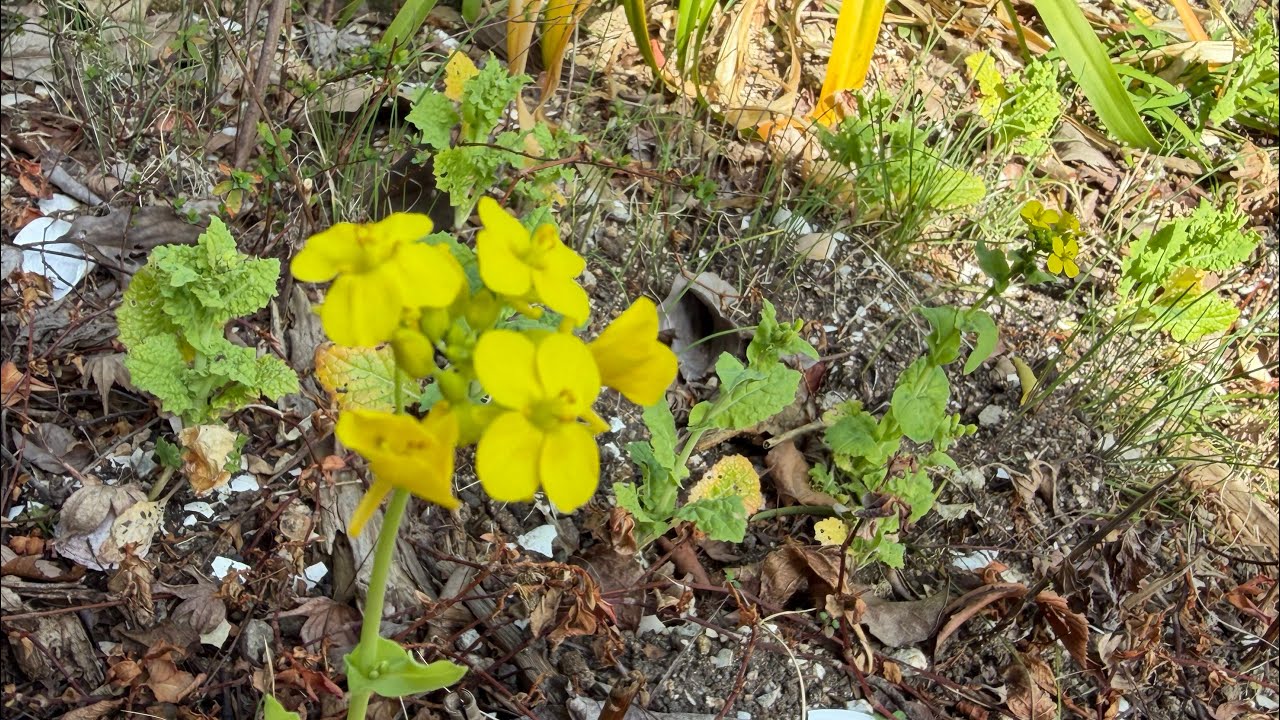 2026/2/23(月)13:34晴れ。梅〜菜の花