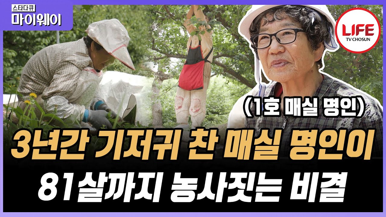 [#스타다큐마이웨이] 자궁 내막염으로 기저귀를 차고 다녔던 '대한민국 1호 매실 명인' 홍쌍리가 동네에서 계모 소리를 들은 이유는? (TV CHOSUN 230618 방송)