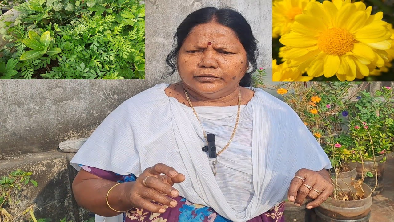 😀🌹🌿மாடித்தோட்டம் சுற்றுலா 02 வாங்க பார்களம்🌿🌹😀