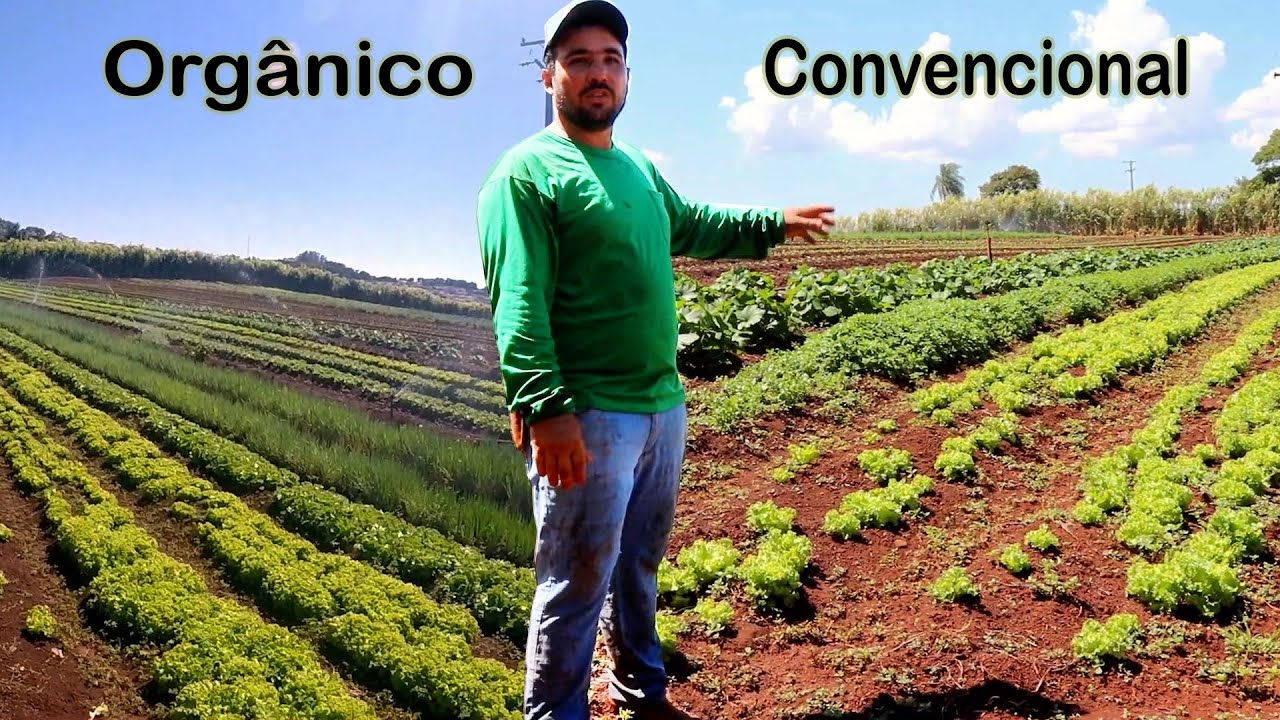 HORTA NA TERRA VERMELHA AQUI EU PLANTO 1,30 ALQUEIRE E FAÇO 