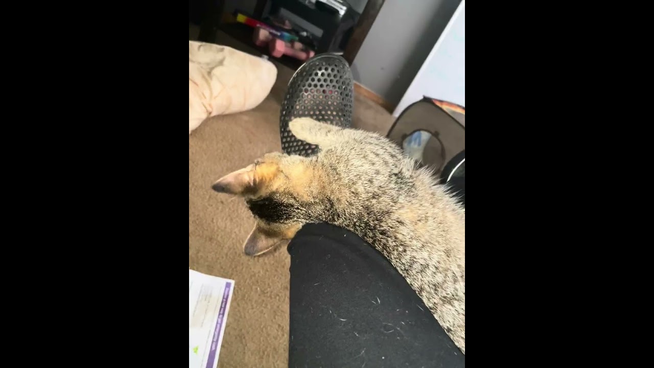 Episode 3:Who runs the world? Cats! 