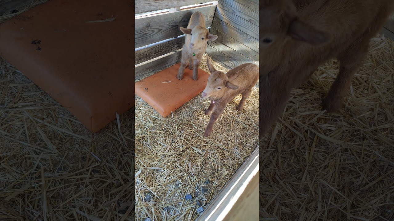 🐐COMO CRIAR A UNA CABRA A BIBERON🐐 / HOW TO RAISE A BOTTLED GOAT🐐