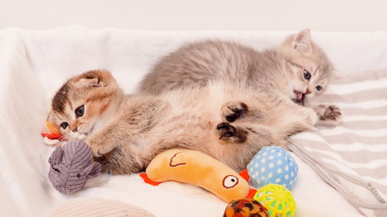 A brother cat who loves his sister kitten and never leaves her side is cute.