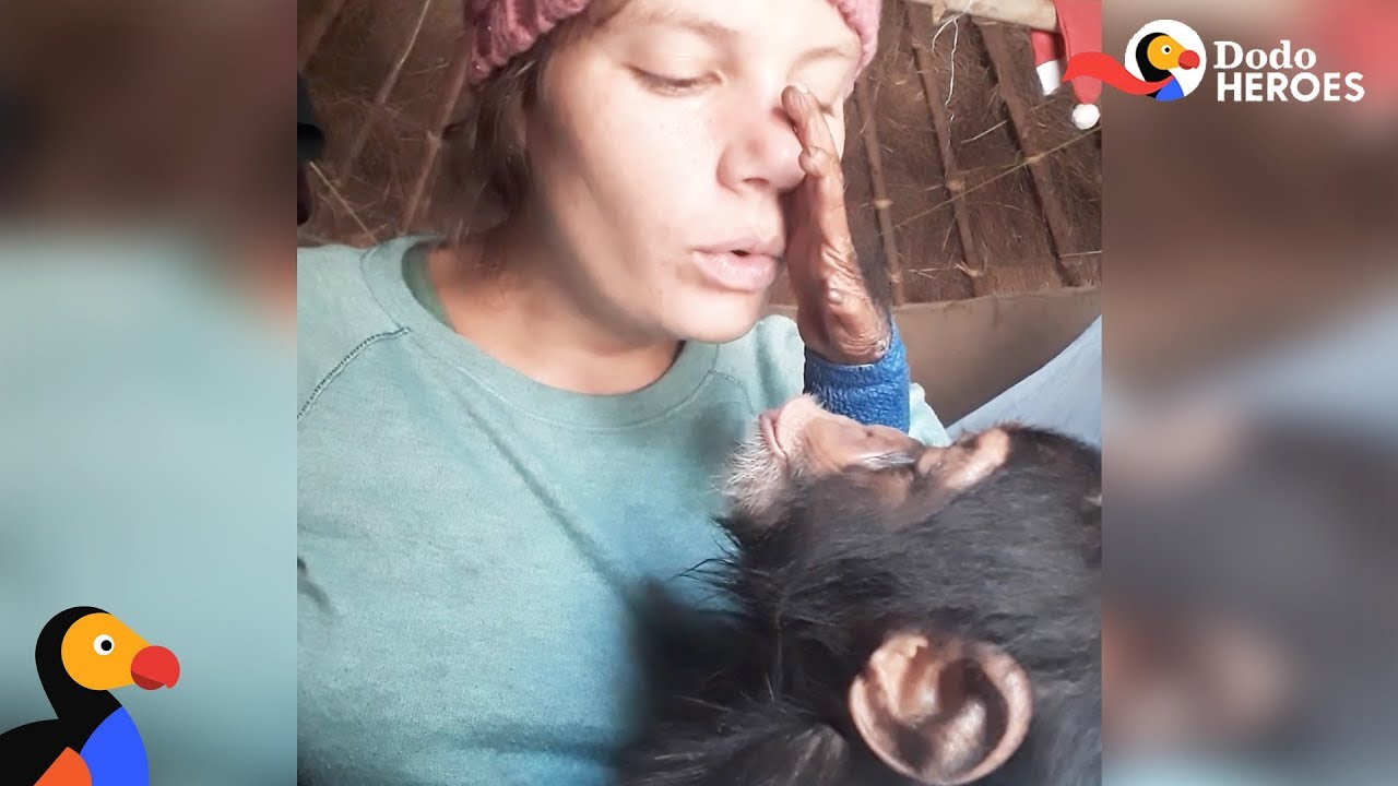 Woman Helps Scared Baby Chimp Feel Safe Again | Dodo Heroes