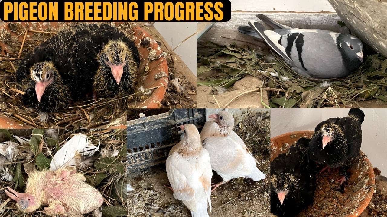 Pig breeding update | breeding formula 