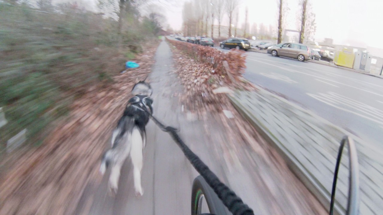Cani-VTT avec Zuko (Alaskan Malamute)