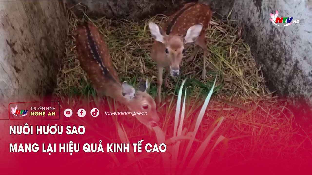 Nuôi hươu sao mang lại hiệu quả kinh tế cao