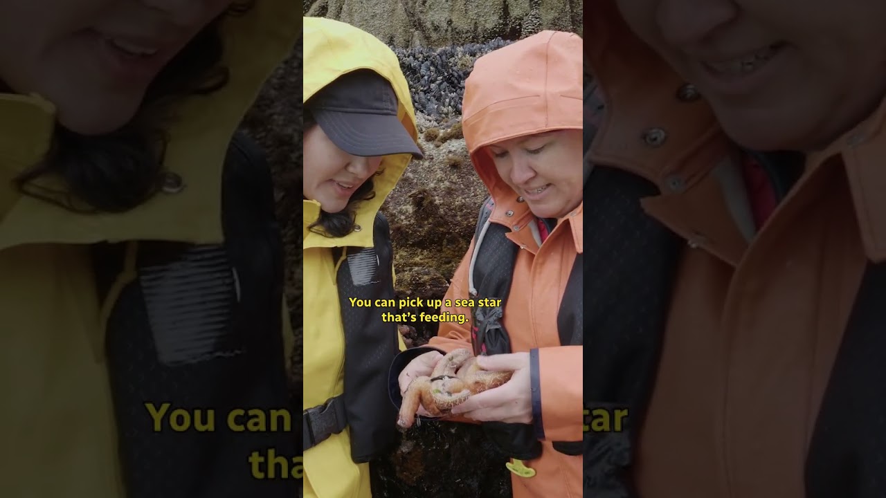 Ejecting its own stomach to slurp up a meal - how sea stars eat!