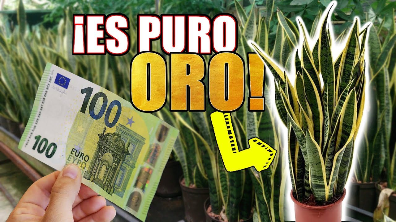 La Planta que DEBÉIS Tener en Casa | Esta Planta es ORO PURO | Ignacio Solano