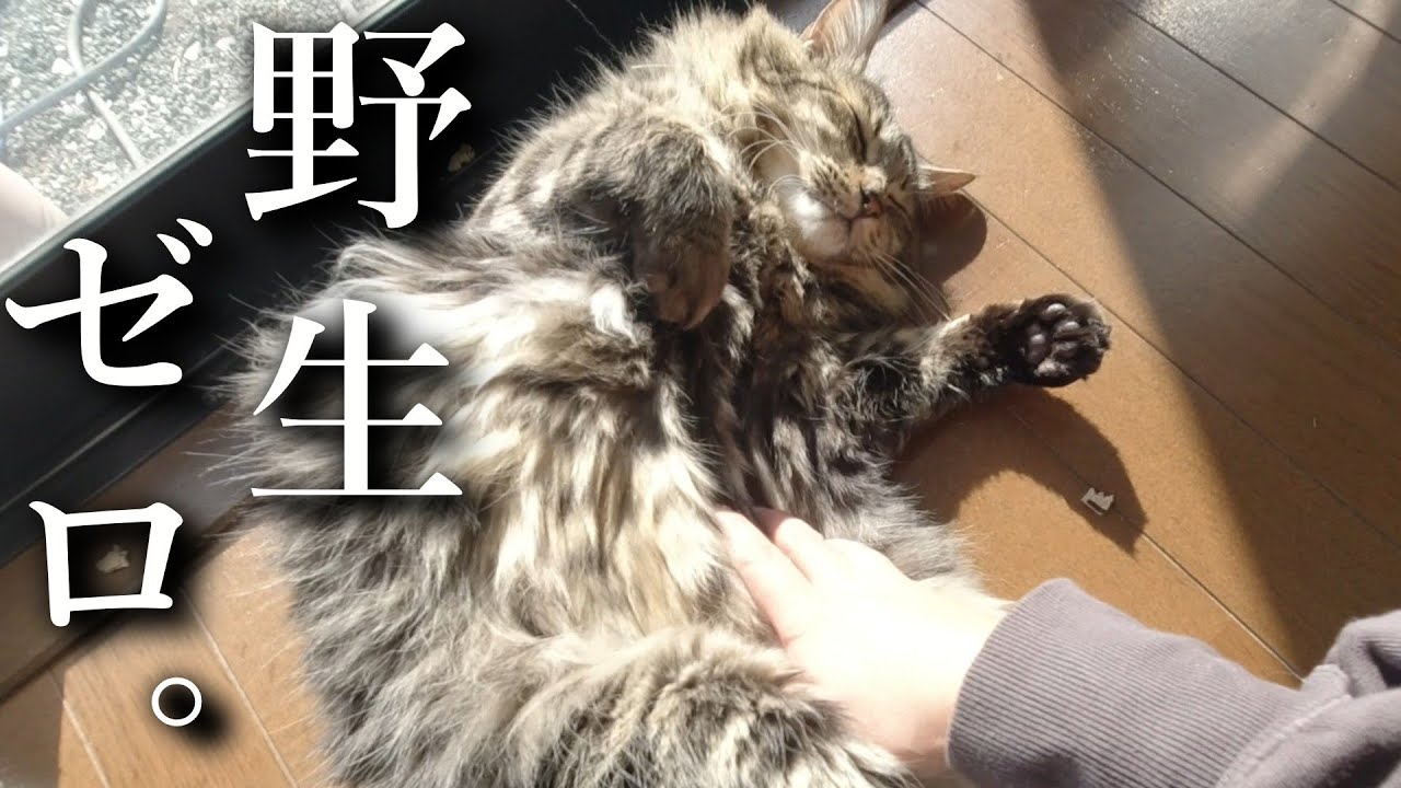 【元野良猫】保護して3年。完全に野生を忘れて「触り放題」になりました。