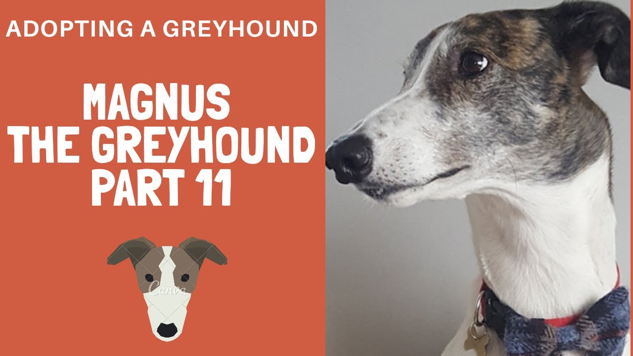 Greyhound - Magnus's big old teeth