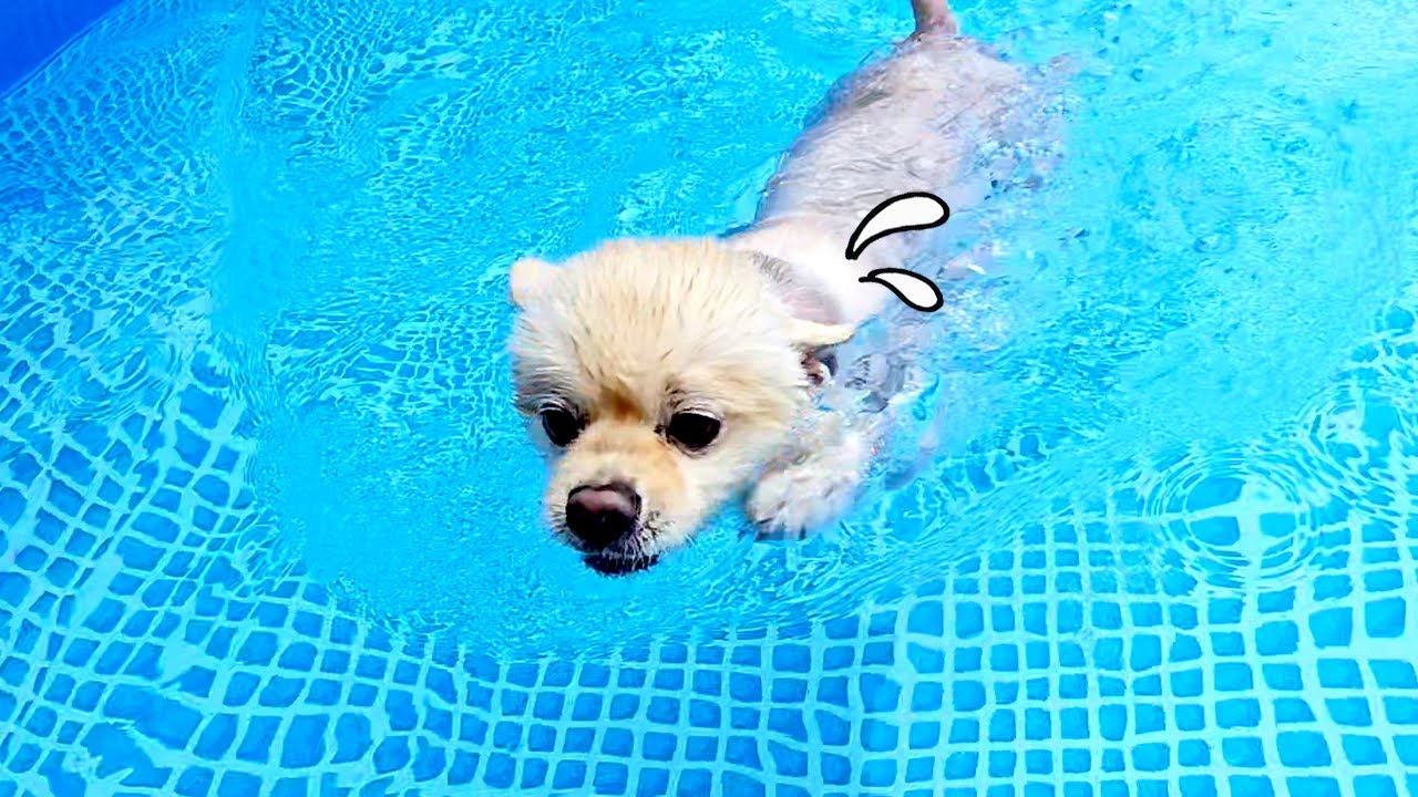 강아지의  여름나기 🐕워터파크🏖️🐸