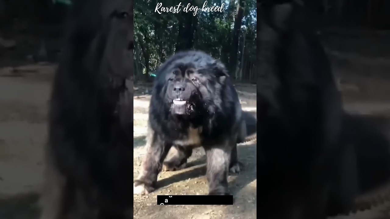 The WORLD'S RAREST💸🫰 & DEADLIEST Dog Breed?! (Aggressive?)| Caucasian shepherd