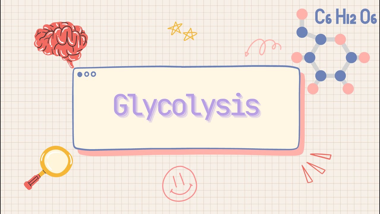 Glycolysis | A Simple, Visual Walkthrough